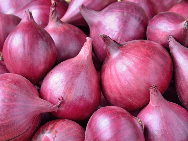 Onion Exporter from India - Disha Global Trades